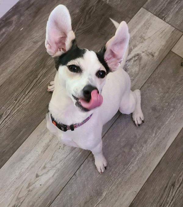 /Images/uploads/Love Connection Dog Rescue/LCDR/entries/23144.jpg